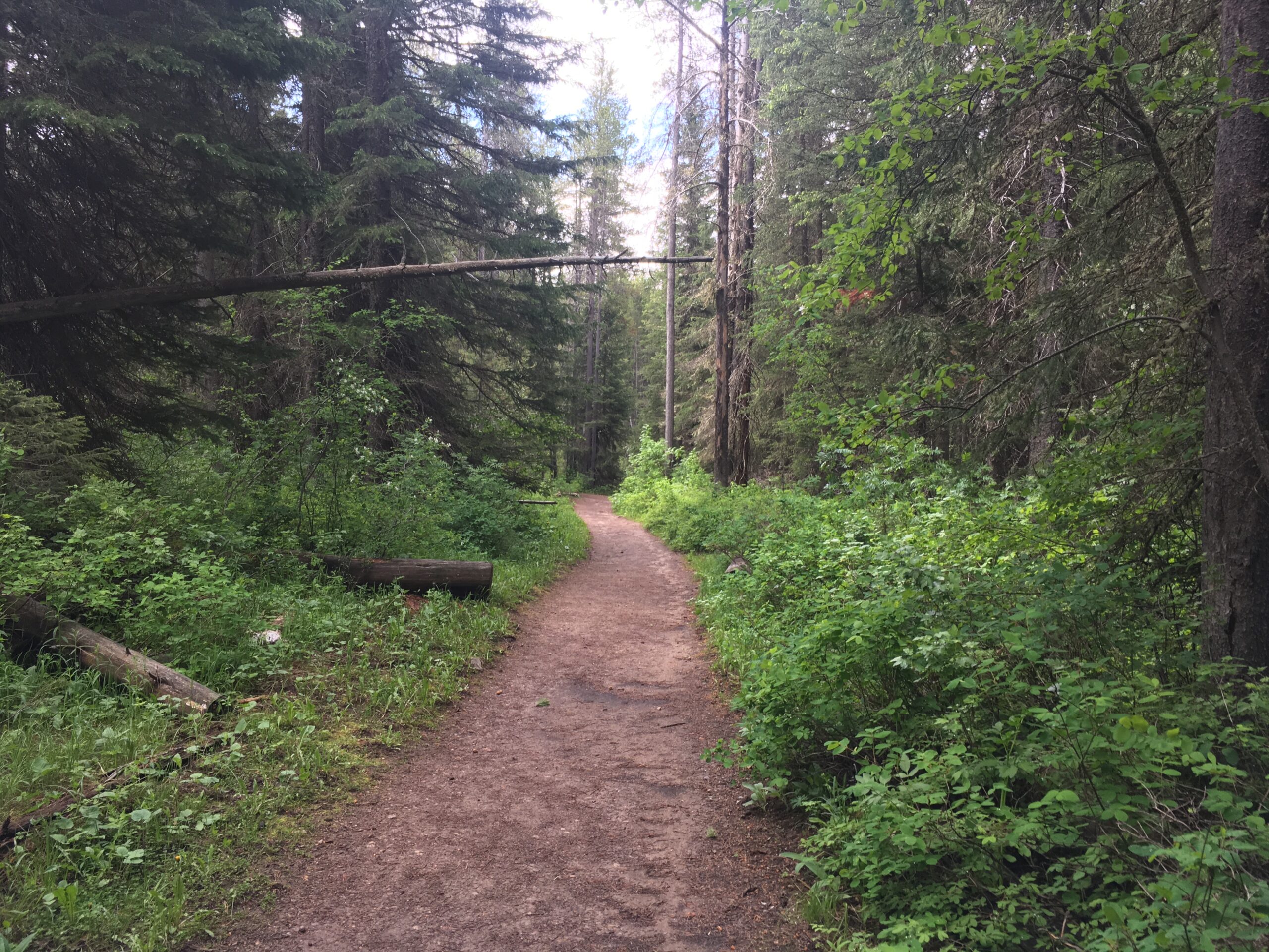 Teton Canyon Trail